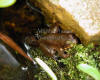 Tadpole Frog - on Moss