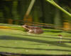 Baby Frog - On Lily Pad