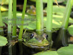 Green Frog In Water Face Shot