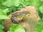 Green Frog On Rock Surrounded By Violet Leaves