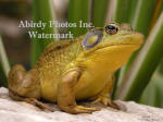 Large Male Green Frog Close-up On White Rock