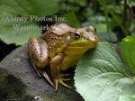 Male Frog On Rock By Leaf