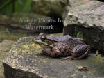 Green Frog On Rock Ledge