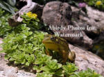 Green Frog With Flowers And Log In Background