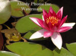 Green Frog Floating And Red Water Lily Flower