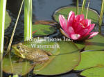 Green Frog Male With Red Water Lily