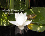 White Water Lily And Frog