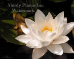 White Water Lily Flower And Frog In Shadow
