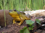 Green Frog Sitting On Log Close-up