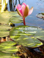 Frog And Red Water Lily Bud Evening Light
