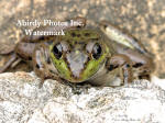 Young Green Frog Peaking Over Rock