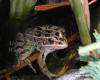 Leopard Frog Male By Iris Stalks