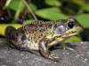 Black Eyed Frog Close-up