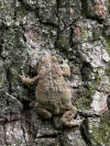 Toad Climbing Tree