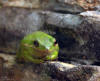 Green Tree Frog on Rock Ledge
