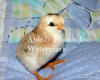 Chick On Blue Baby Blanket