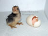 Baby Chick Sitting Up Next To Open Egg