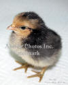 Baby Chick 2 Days Old Close-up