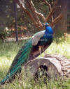 Peacock on Log