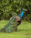 Peacock Male Looking Backwards