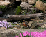 Robin Bathing In Brook Spring Flowers