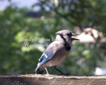 Blue Jay Calling To Others