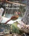 Female Cardinal Sitting On Stone In Front Of Pond Winter