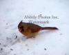 Cardinal Female Looking Down In Snow