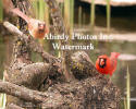 Cardinal Pair On Tree Root By Pond