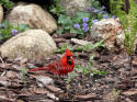 Cardinal Male Eating Seed
