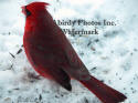 Cardinal Male In Snow Photo From Back Left