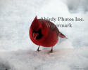 Cardinal Male In Snow Looking Down