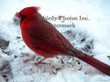 Cardinal Male Standing In Snow