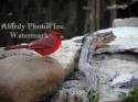 Cardinal Male On Brown Rock By Pond With Violets