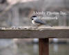 Chickadee On Railing In Marion Eating Seed
