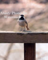 Black-capped Chickadee On Railing Looking At Us