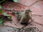 Baby Mourning Dove On Patio