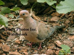 Mourning Dove by Melon Vines