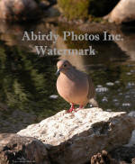 Dove On Rock In Front Of Pond