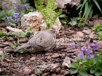 Dove Looking Right With Violets Spring Day