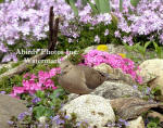 Dove Surrounded By Phlox Flowers