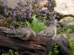 Dove pair by Log with Blue Flowers