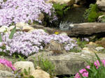 Dove On Path by Waterfall with Phlox Flowers