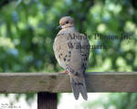 Young Dove On Railing