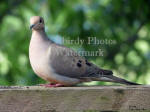 Dove Sitting On Railing