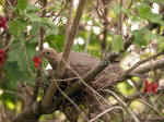Dove On Nest With Red Berries