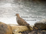 Dove Sitting On Rock In Front Of Frozen Pond
