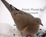 Dove On Snow With Tail Up