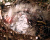 House Finch Baby in Nest