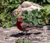 House Finch Crop Small for Web Title